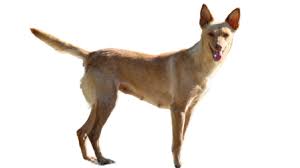 �����Ƒ��Ɍ}����O��